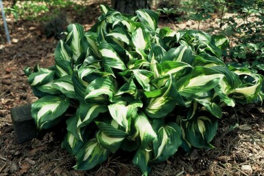 Wavy plantain lily Hosta undulata 'Mediovariegata' 10-15 pot C2 Hosta undulata 'Mediovariegata'