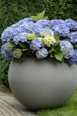 Christmas flower Hydrangea macrophylla 'Forever & Ever® Blue' shrub 30-40 pot C5