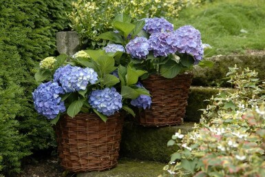 Christmas flower Hydrangea macrophylla 'Forever & Ever® Blue' shrub 30-40 pot C5