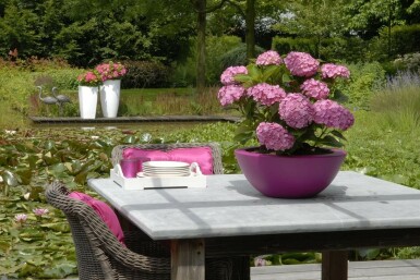 Hydrangea Hydrangea macrophylla 'Forever & Ever® Pink' shrub 30-40 pot C5