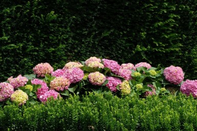Hydrangea Hydrangea macrophylla 'Forever & Ever® Pink' shrub 30-40 pot C5