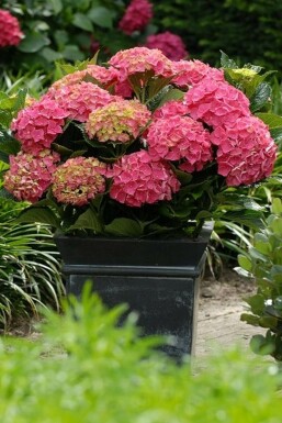 Christmas flower Hydrangea macrophylla 'Forever & Ever® Red' shrub 30-40 pot C5