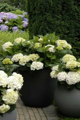 Christmas flower Hydrangea macrophylla 'Forever & Ever® White' shrub 20-30 pot C5
