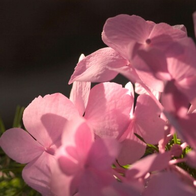 Christmas flower Hydrangea macrophylla 'The Original Pink' shrub 10-15 pot C1,5