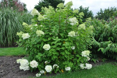 Paniculate hydrangea Hydrangea paniculata 'Limelight' shrub 30-40 pot C10