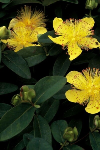 Aaron's beard Hypericum calycinum 10-15 pot C2 Hypericum calycinum
