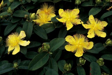 Aaron's beard Hypericum calycinum 10-15 pot C2 Hypericum calycinum
