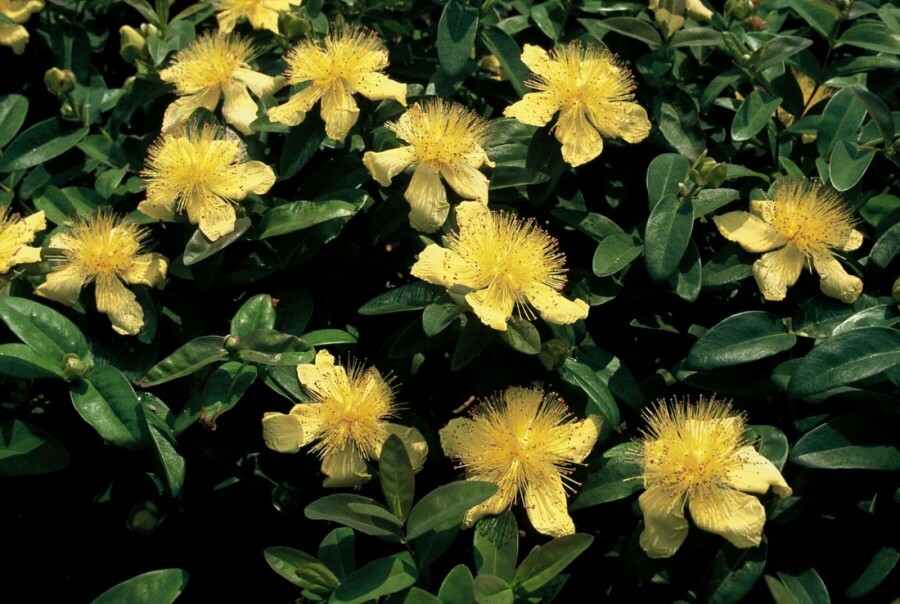 Aaron's beard Hypericum calycinum 10-15 pot C2 Hypericum calycinum