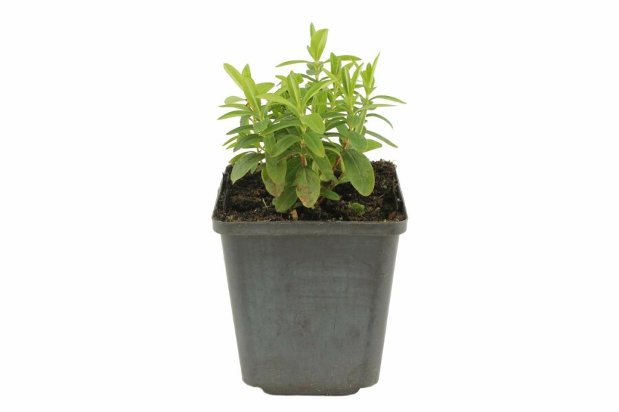 Aaron's beard Hypericum calycinum 5-10 pot P9 Hypericum calycinum