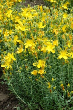 Mount Olympus St John's wort Hypericum olympicum 'Grandiflorum' 5-10 pot P9 Hypericum olympicum 'Grandiflorum'