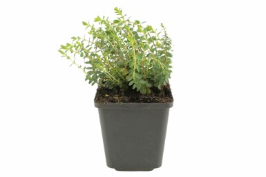 Mount Olympus St John's wort Hypericum olympicum 'Grandiflorum' 5-10 pot P9 Hypericum olympicum 'Grandiflorum'