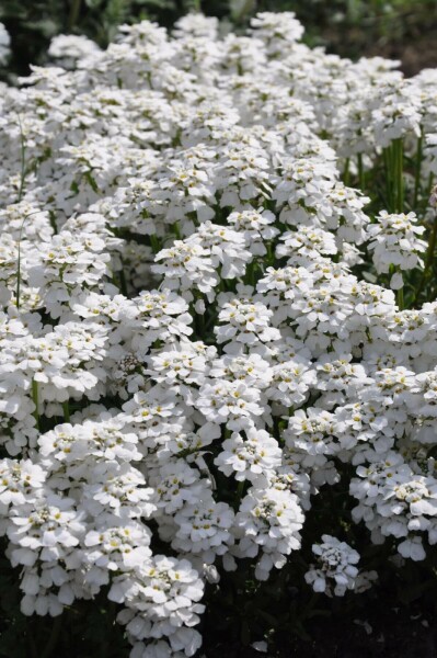 Perennial candytuft Iberis sempervirens 'Snowflake' 5-10 pot P9 Iberis sempervirens 'Snowflake'