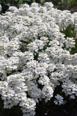 Perennial candytuft Iberis sempervirens 'Snowflake' 5-10 pot P9