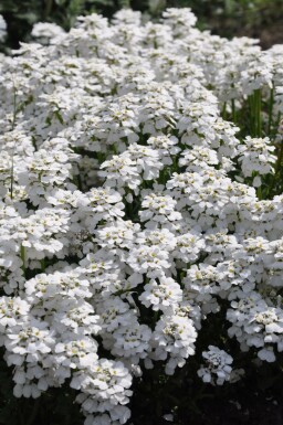Perennial candytuft Iberis sempervirens 'Snowflake' 5-10 pot P9 Iberis sempervirens 'Snowflake'