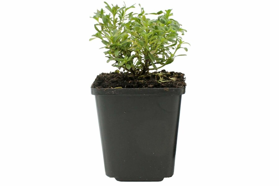 Perennial candytuft Iberis sempervirens 'Snowflake' 5-10 pot P9 Iberis sempervirens 'Snowflake'