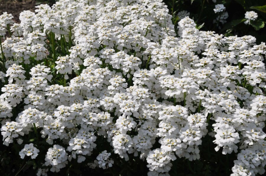 Perennial candytuft Iberis sempervirens 'Snowflake' 5-10 pot P9 Iberis sempervirens 'Snowflake'