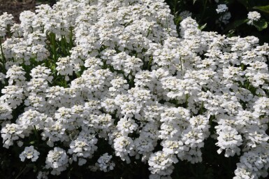 Perennial candytuft Iberis sempervirens 'Snowflake' 5-10 pot P9 Iberis sempervirens 'Snowflake'