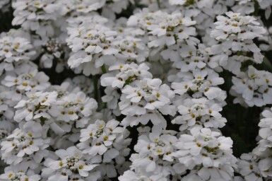 Perennial candytuft Iberis sempervirens 'Snowflake' 5-10 pot P9