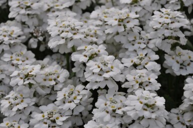 Perennial candytuft Iberis sempervirens 'Snowflake' 5-10 pot P9 Iberis sempervirens 'Snowflake'
