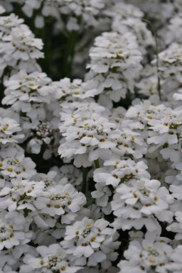 Perennial candytuft Iberis sempervirens 'Snowflake' 5-10 pot P9