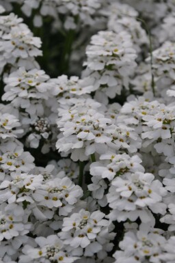 Perennial candytuft Iberis sempervirens 'Snowflake' 5-10 pot P9 Iberis sempervirens 'Snowflake'