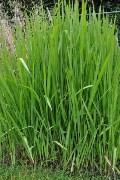 Cogon grass Imperata cylindrica 5-10 pot P9 Imperata cylindrica