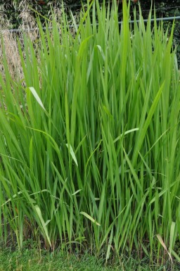 Imperata cylindrica