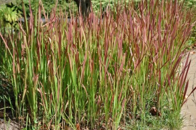 Cogon grass Imperata cylindrica 'Red Baron' 10-15 pot C2 Imperata cylindrica 'Red Baron'
