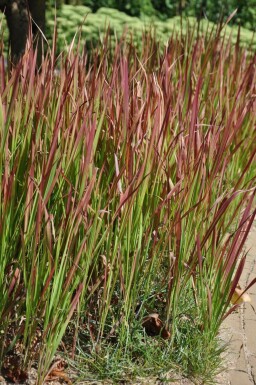 Cogon grass Imperata cylindrica 'Red Baron' 5-10 pot P9