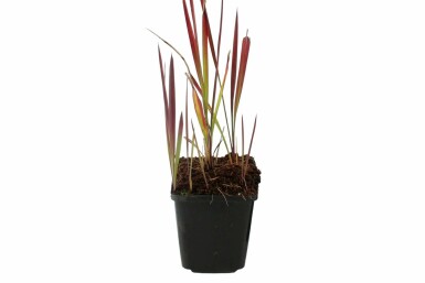 Cogon grass Imperata cylindrica 'Red Baron' 5-10 pot P9