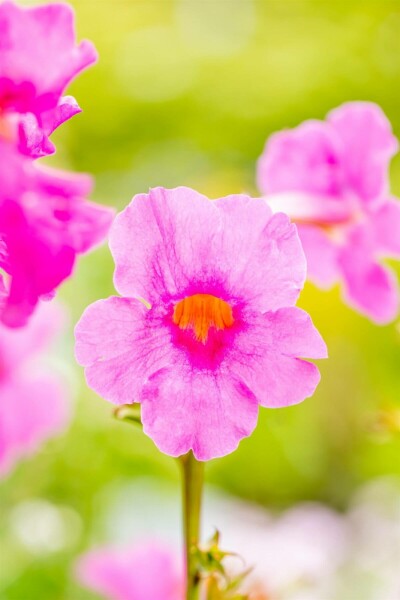 Delavay hardy gloxinia Incarvillea delavayi 5-10 pot P9 Incarvillea delavayi