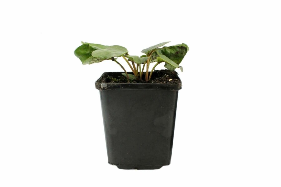 Delavay hardy gloxinia Incarvillea delavayi 5-10 pot P9 Incarvillea delavayi