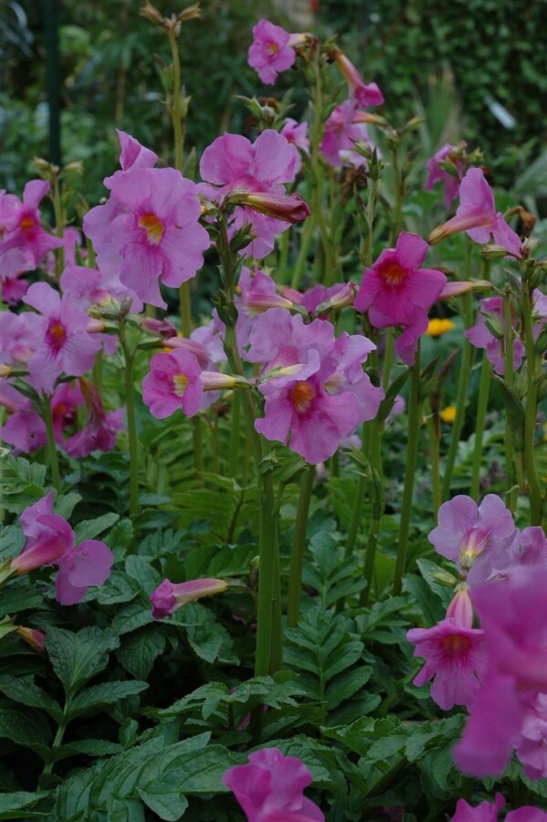 Delavay hardy gloxinia Incarvillea delavayi 5-10 pot P9 Incarvillea delavayi