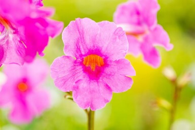 Delavay hardy gloxinia Incarvillea delavayi 5-10 pot P9 Incarvillea delavayi