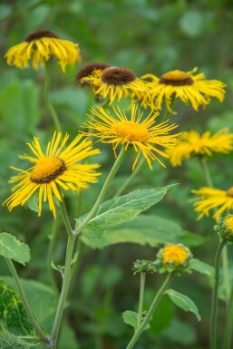 Narrow-leaved inula Inula ensifolia 5-10 pot P9 Inula ensifolia