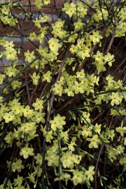 Winter jasmine Jasminum nudiflorum shrub 40-50 pot C2