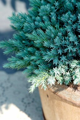 Flaky Juniper Juniperus squamata 'Blue Star' shrub 10-15 pot C2
