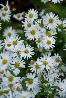 Japanese aster Kalimeris incisa 'Alba' 5-10 pot P9 Kalimeris incisa 'Alba'