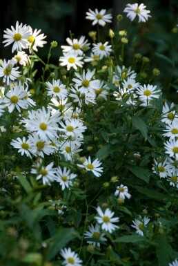 Japanese aster Kalimeris incisa 'Alba' 5-10 pot P9 Kalimeris incisa 'Alba'