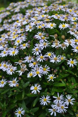 Aster Kalimeris incisa 'Nana Blue' 5-10 pot P9