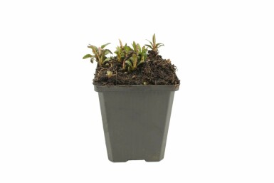 Aster Kalimeris incisa 'Nana Blue' 5-10 pot P9 Kalimeris incisa 'Nana Blue'