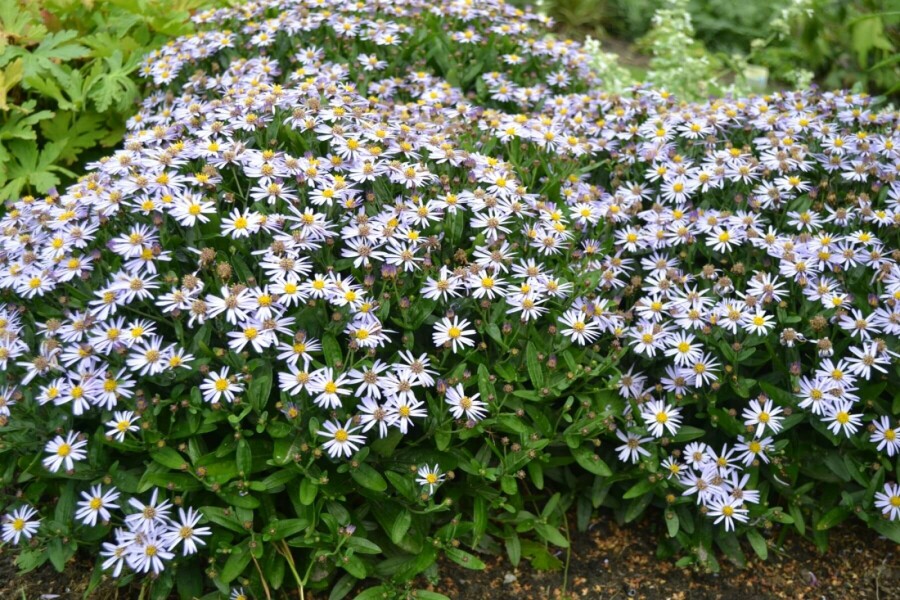 Aster Kalimeris incisa 'Nana Blue' 5-10 pot P9 Kalimeris incisa 'Nana Blue'
