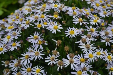 Aster Kalimeris incisa 'Nana Blue' 5-10 pot P9