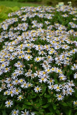 Aster Kalimeris incisa 'Nana Blue' 5-10 pot P9