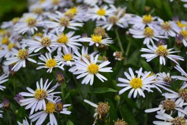 Aster Kalimeris incisa 'Nana Blue' 5-10 pot P9