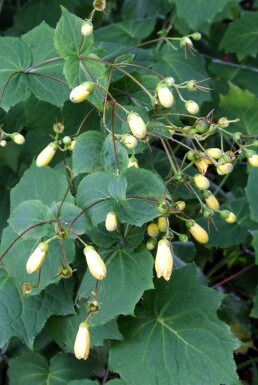 Yellow wax-bells Kirengeshoma palmata 5-10 pot P9 Kirengeshoma palmata
