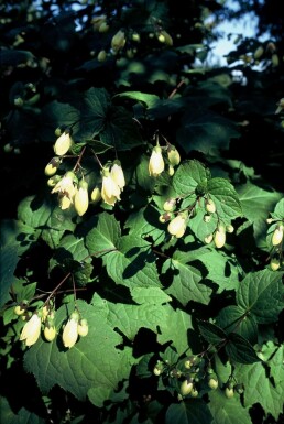 Yellow wax-bells Kirengeshoma palmata 5-10 pot P9