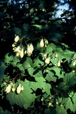 Yellow wax-bells Kirengeshoma palmata 5-10 pot P9 Kirengeshoma palmata