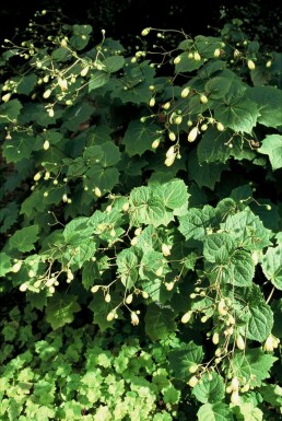 Yellow wax-bells Kirengeshoma palmata 5-10 pot P9