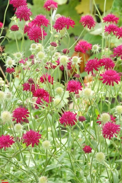 Macedonian scabious Knautia macedonica 5-10 pot P9 Knautia macedonica
